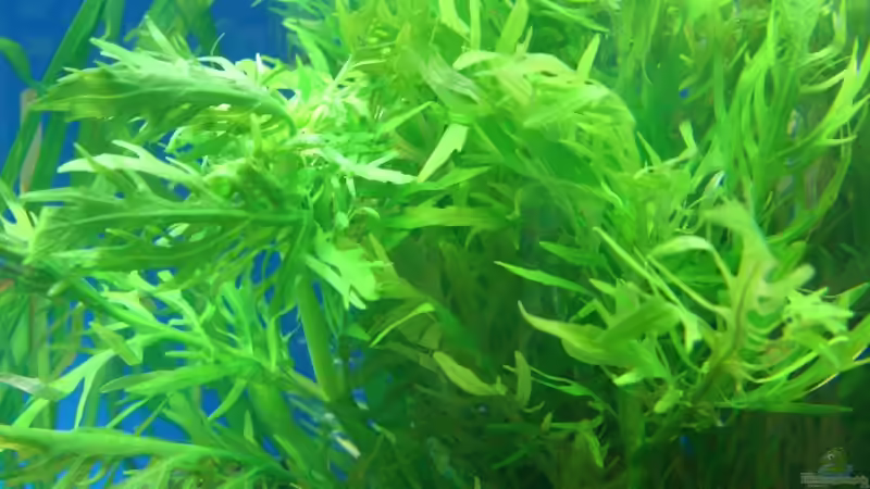 Hygrophila difformis von marspi (7)