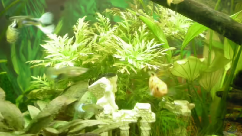 Hygrophila difformis von Meli (7)