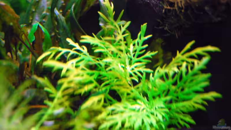 Hygrophila Difformis von Michael Seraph (13)