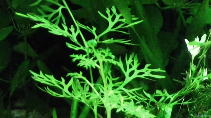 Hygrophila difformis von Monika Maier (7)