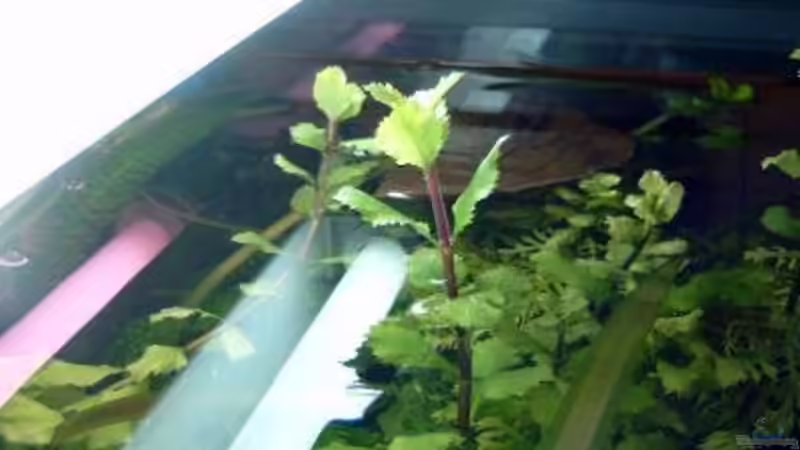 Hygrophila difformis von Patricia Brandt (2)