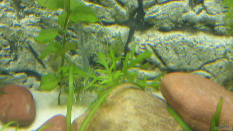 hygrophila difformis von Stefano83 (17)