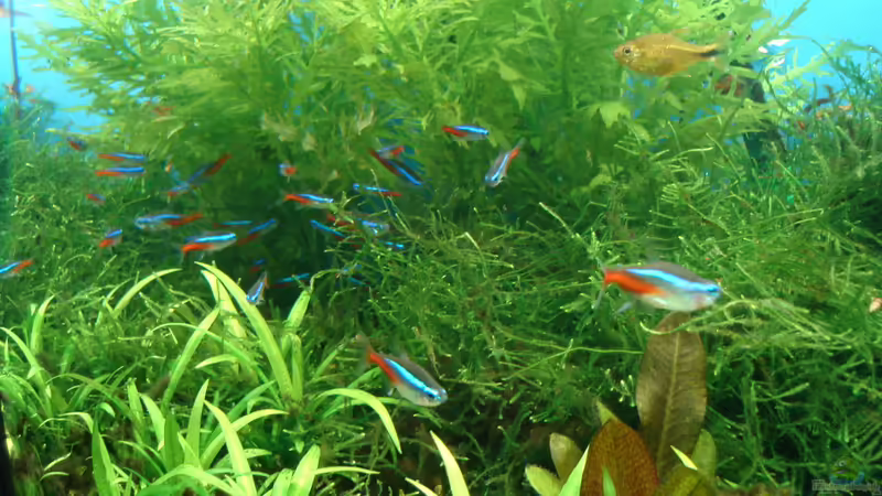 Hygrophila difformis von Susanne Kruse (14)