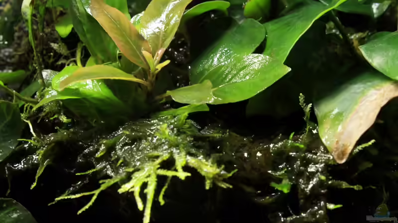 Hygrophila emers von die Perle... (38)