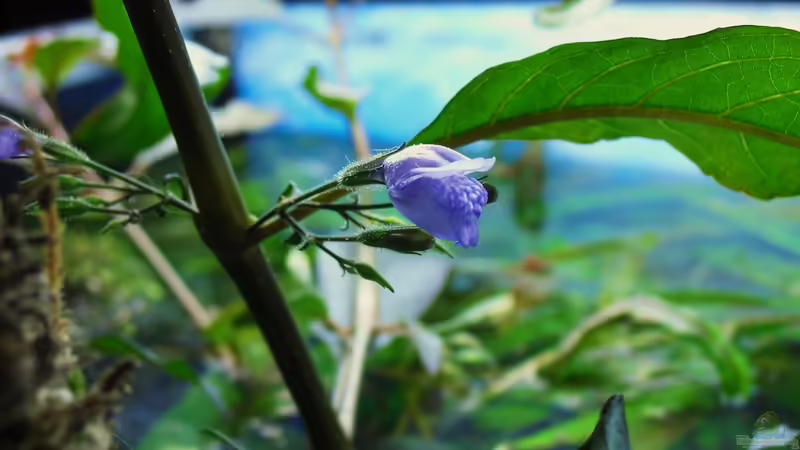 Hygrophila in Blüte I von MiCa (17)