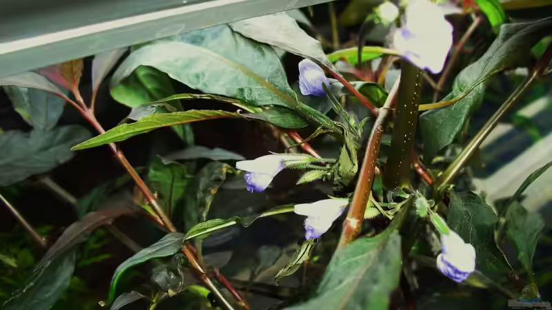 Hygrophila in Blüte II von MiCa (18)