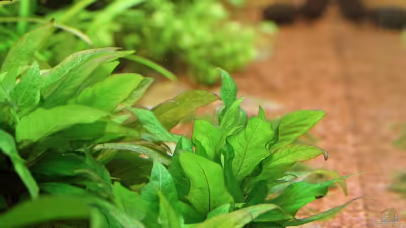 Hygrophila kompakt/ Nomaphila siamensis parvifolia / Kurztstängeliger Wasserfreund von Dirk F. (17)