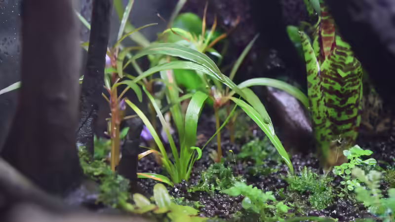 Hygrophila lancea Araguaia von Junglist (5)