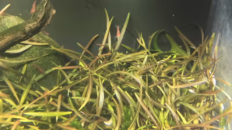 Lanzettlicher Wasserfreund im Aquarium pflegen (Einrichtungsbeispiele für Hygrophila lancea)