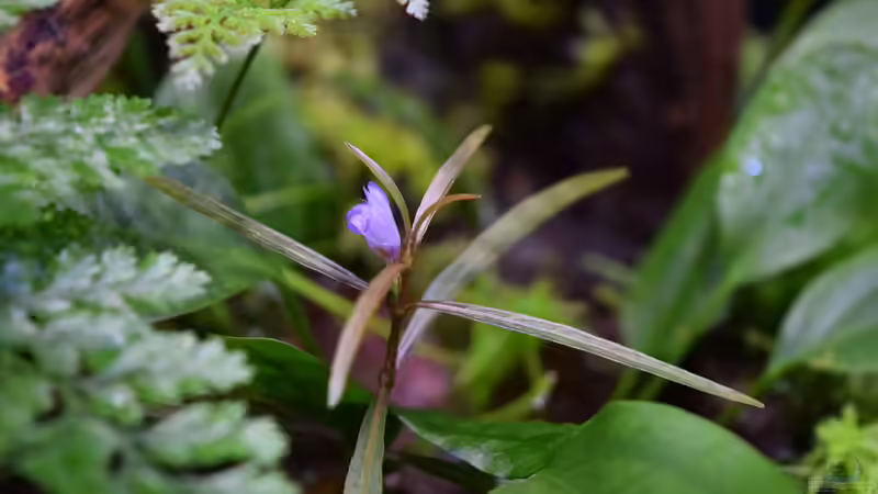 Hygrophila lancea mit Blüte von Junglist (32)