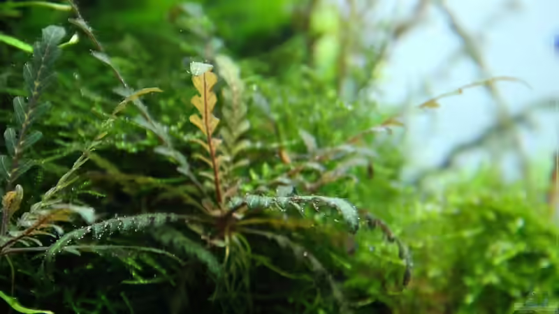 Hygrophila pinnatifada von disco-d (27)