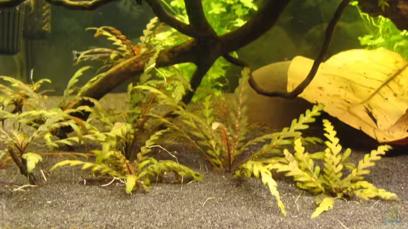 Hygrophila pinnatifida / Fiederspaltiger Wasserfreund (Foto vom 06.10.13) von Christian Heitmann (14)