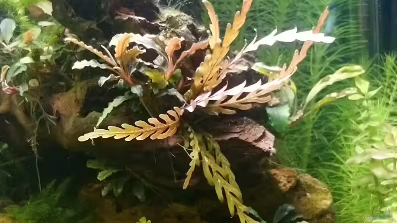 Hygrophila pinnatifida, Bucephaladra von Wasserwelten (10)