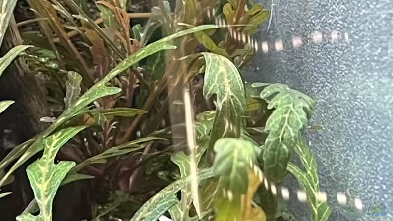 Hygrophila pinnatifida  von Mauri Cangini (11)