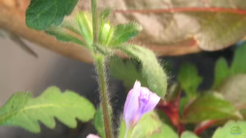 Hygrophila pinnatifida emers und blühend!!! von Fredo Fuss (24)