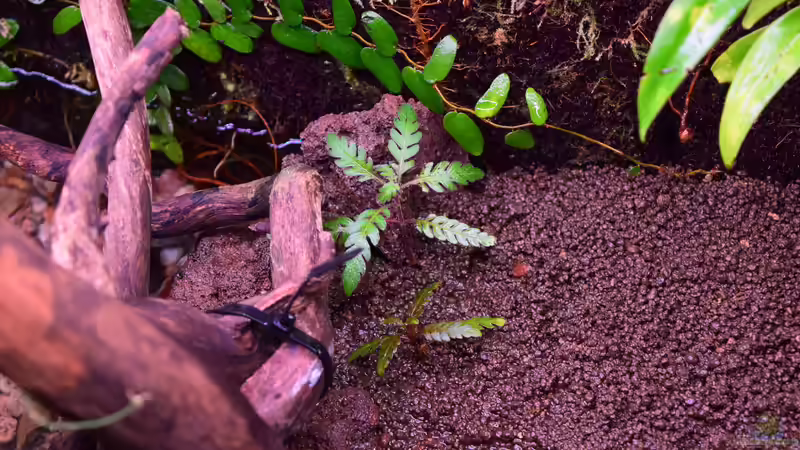 Hygrophila pinnatifida von Junglist (14)