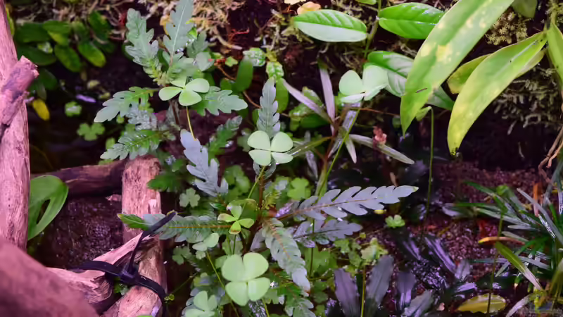 Hygrophila pinnatifida von Junglist (24)