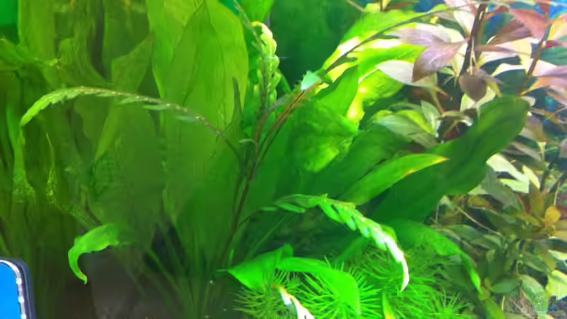 hygrophila pinnatifida von Nastassja&Mario T (12)