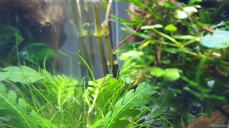 hygrophila pinnatifida von Romano E (15)