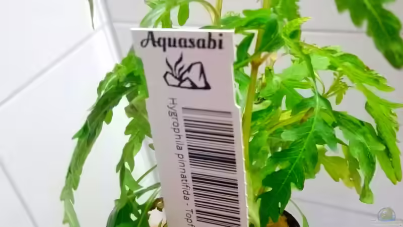 Hygrophila pinnatifida von Sarah_Schneider (21)