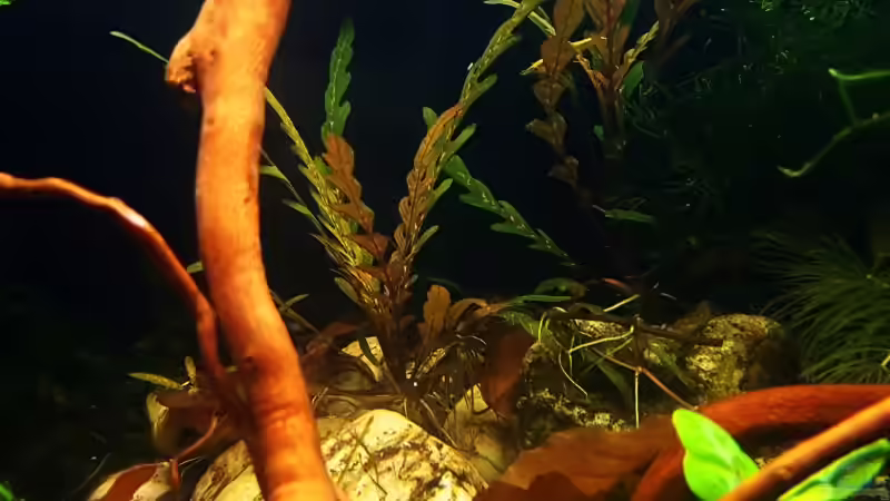 Hygrophila pinnatifida von YoshiMaus (11)