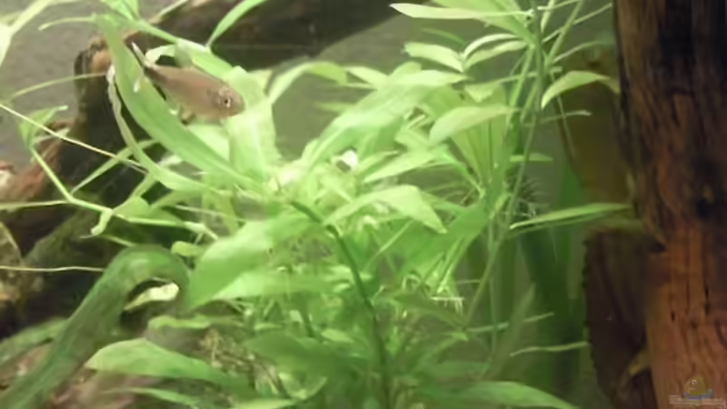 Hygrophila polysperma - Indischer Wasserfreund von ~Danny~ (20)