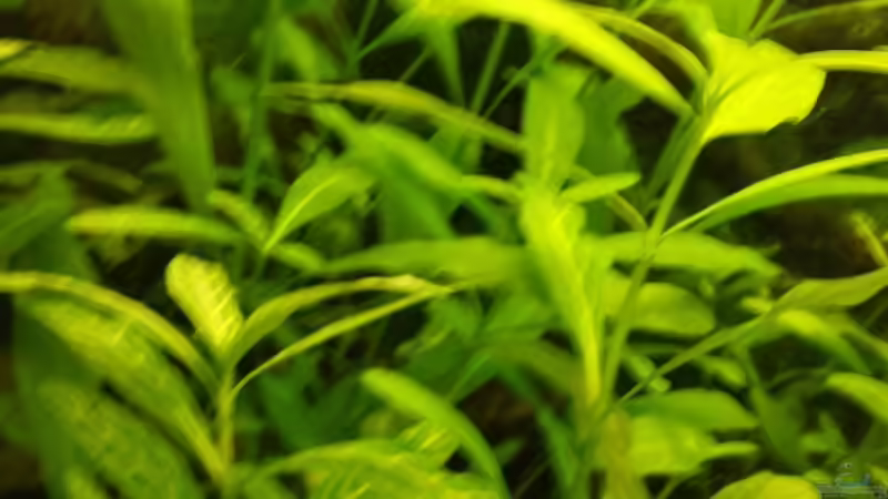Hygrophila polysperma -Indischer Wasserfreund von sonic85 (10)