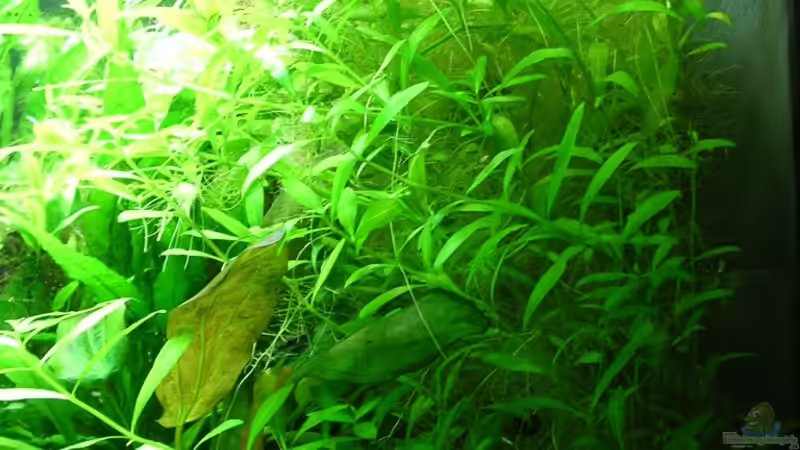 Hygrophila polysperma 13-11-11 von Christian Grunwald (32)