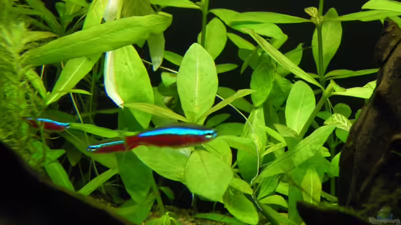 Hygrophila polysperma (Indischer Wasserfreund) von Rob86 (11)