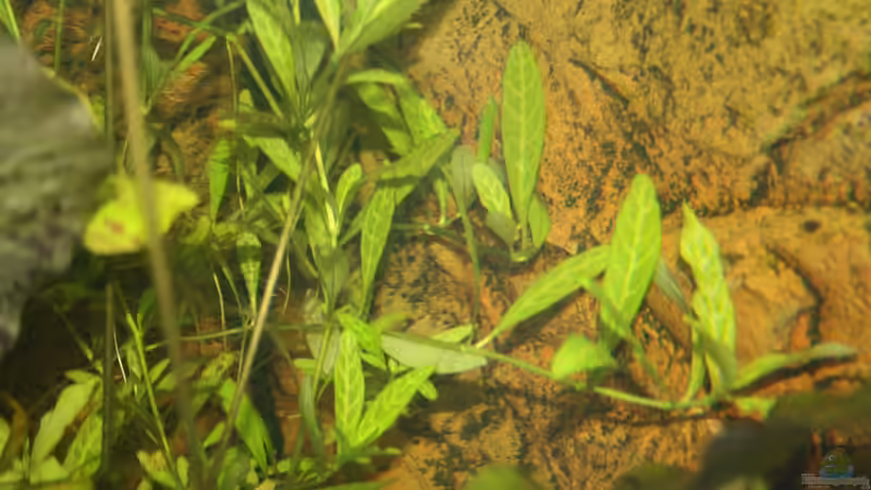 Hygrophila polysperma ´Rosanervig´ von Kasía (10)