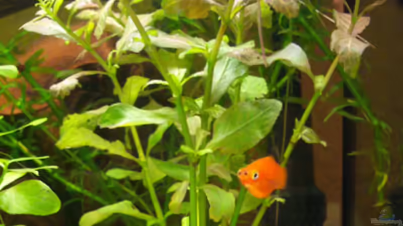 Hygrophila polysperma ´Rosanervig´ von Natalie de Vries (8)