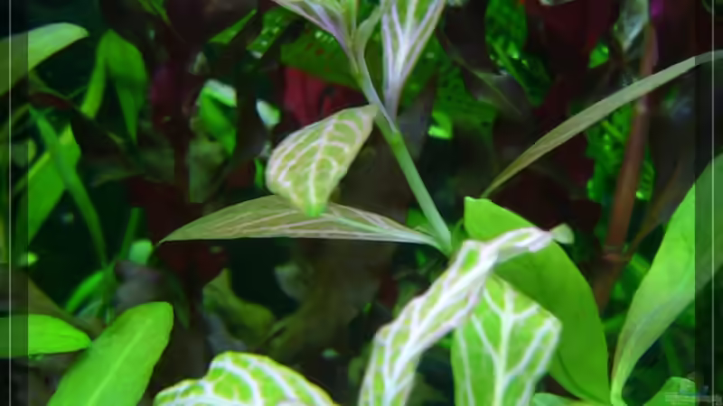 Hygrophila polysperma ´rosanervig von Onkel (6)
