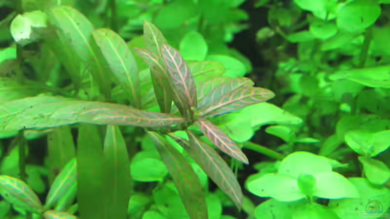 Hygrophila polysperma ´Rosanervig´ von Tigerlotus (38)