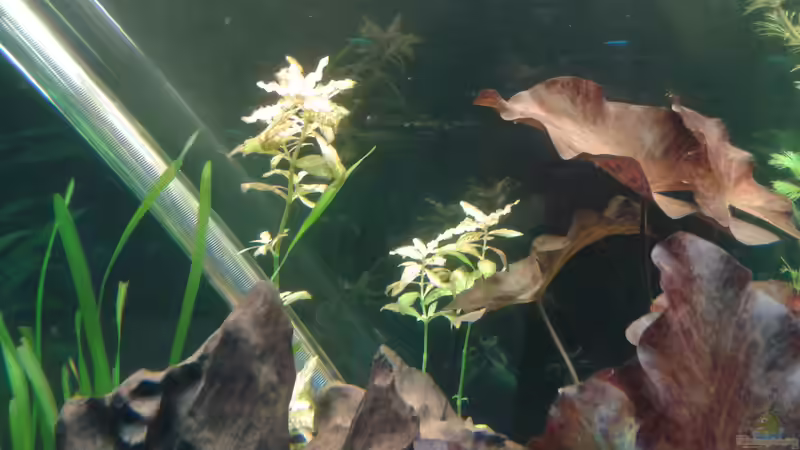 Hygrophila polysperma Sunset von Kai Heermann (12)