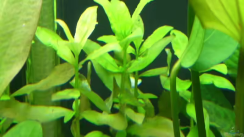 Hygrophila polysperma von Alexander Eckel (9)