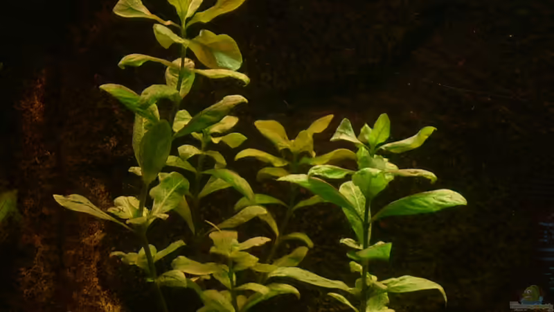 Hygrophila polysperma von @quarium Cologne (34)