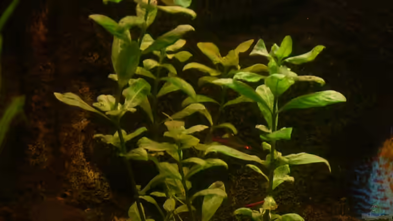 Hygrophila polysperma von @quarium Cologne (35)