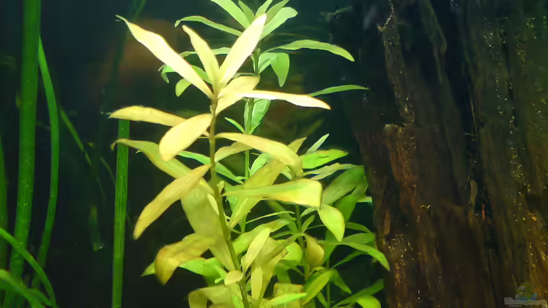 hygrophila polysperma von Brownson (6)