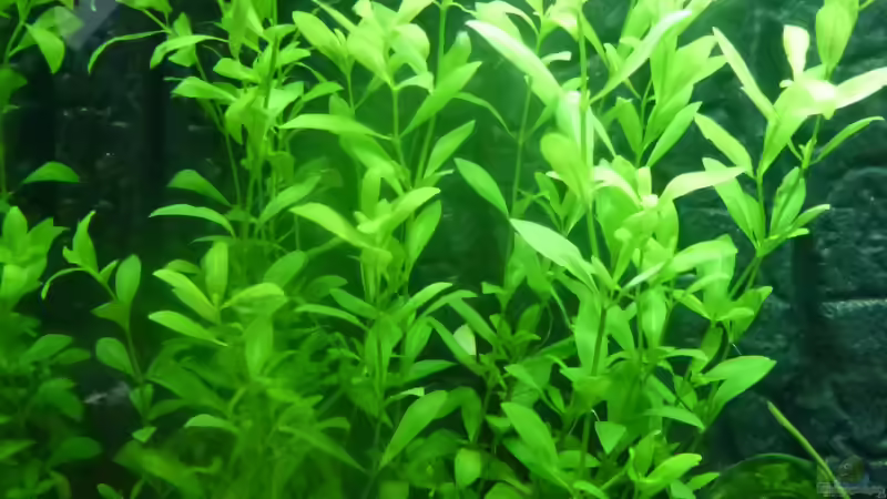 Hygrophila polysperma von Dennerle Gr.3 (692) (2012-12-18) von Mario Bösch (4)