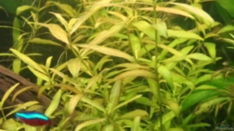 Hygrophila polysperma von Dori (8)