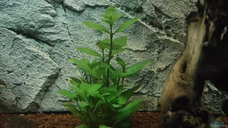 Hygrophila polysperma von Florian Kallinger (9)