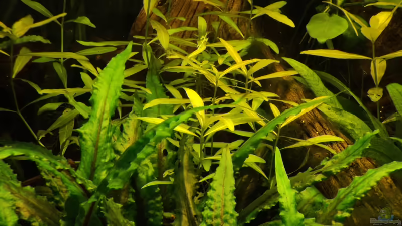 Hygrophila polysperma von FrankenTho (8)
