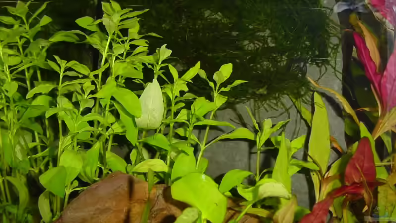 Hygrophila polysperma von Sabine Stark (6)