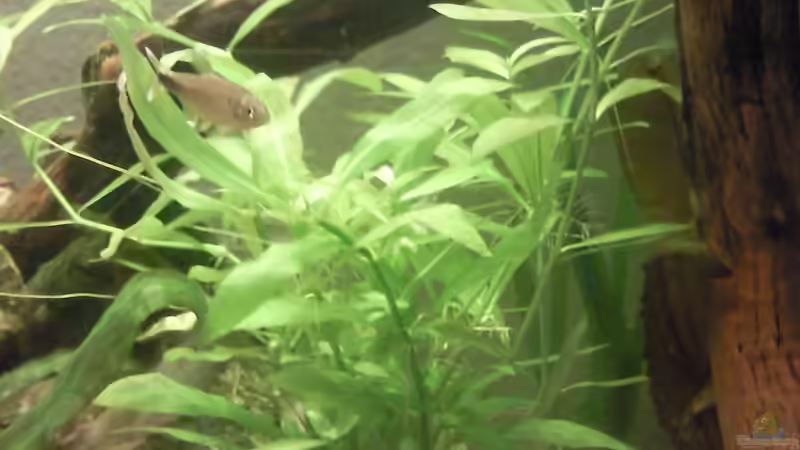 Hygrophila polysperma von Skalarfreak (6)