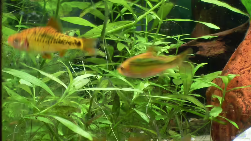 hygrophila polysperma von Stefano83 (22)