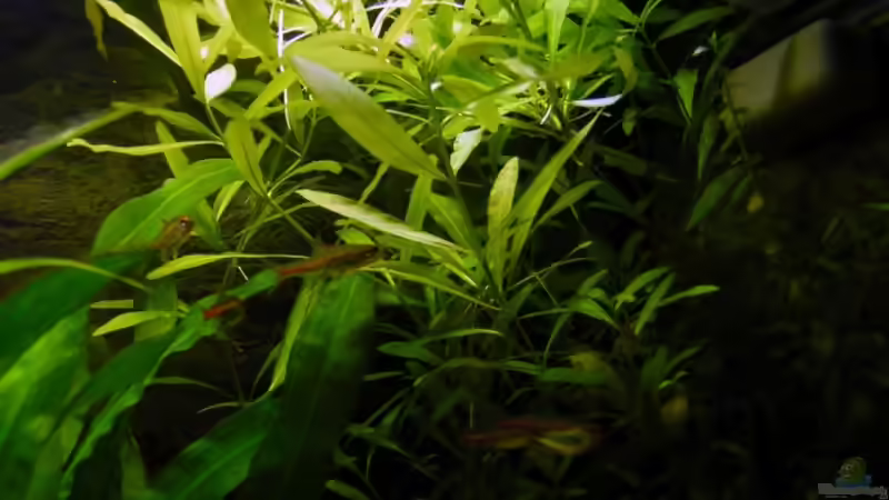 Hygrophila Polysperma von Thomas Gläsel (3)