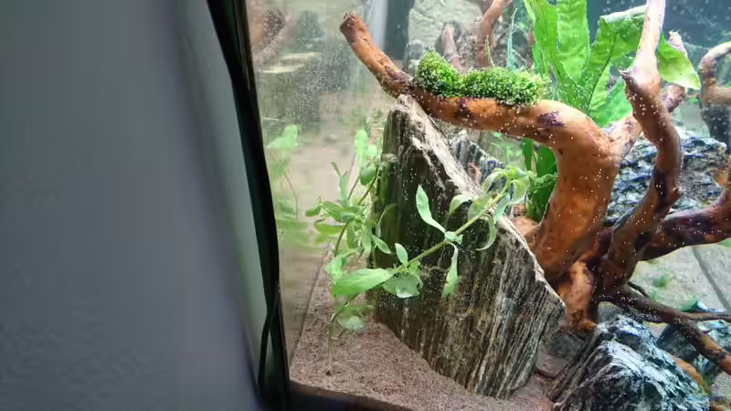 Hygrophila polysperma von ulli85 (11)