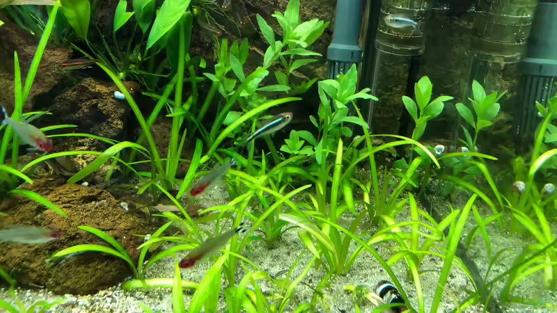 Hygrophila polysperma vor Filter gepflanzt  von derflo (9)