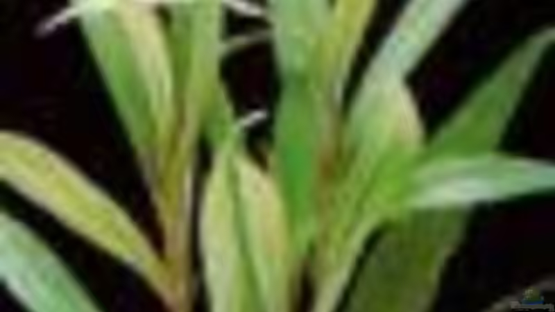 Hygrophila Salicifolia von Katie Sandmann (4)