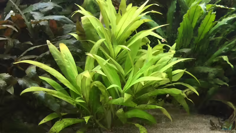 Hygrophila ???Siamensis 53B??? von Danny (13)
